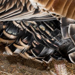 Sweetgrass_turkey_X1050093_01-05-2020-001