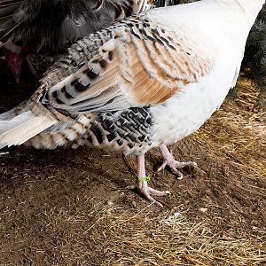 Sweetgrass_turkey_X1050095_01-05-2020-001
