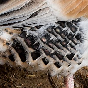 Sweetgrass_turkey_X1050095_01-05-2020-001a