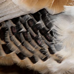 Sweetgrass_turkey_X1050096_01-05-2020-001