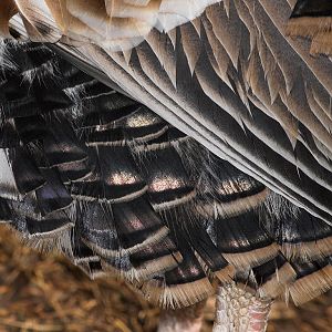Sweetgrass_turkey_X1050098_01-05-2020-001