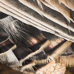 Sweetgrass_turkey_X1060113_01-06-2020-001