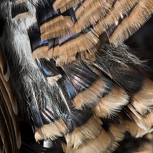 Sweetgrass_turkey_X1060123_01-06-2020-001