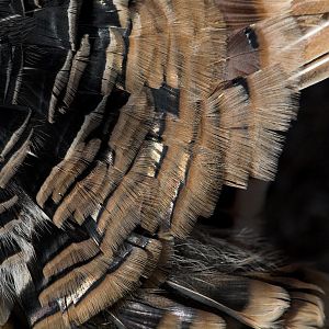 Sweetgrass_turkey_X1060127_01-06-2020-001