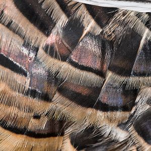 Sweetgrass_turkey_X1070158_01-07-2020-001