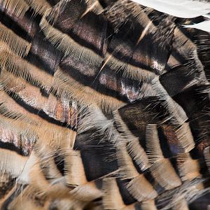 Sweetgrass_turkey_X1070161_01-07-2020-001