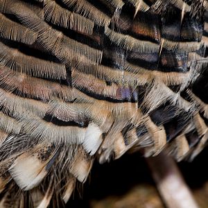 Sweetgrass_turkey_X1070164_01-07-2020-001