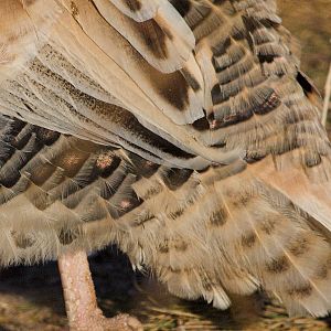 Sweetgrass_turkey_X1070167_01-07-2020-001