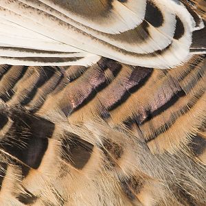 Sweetgrass_turkey_X1070169_01-07-2020-001