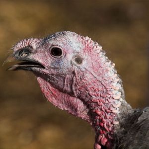 Tri-color_mottled_slate_tom_X1060107_01-06-2020-001