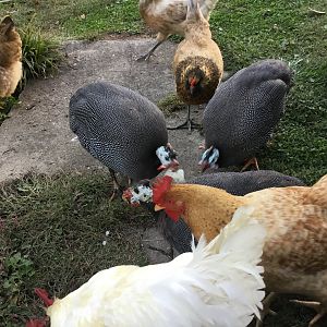 Guineas and others