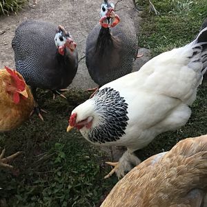 Florence Henderson & guineas