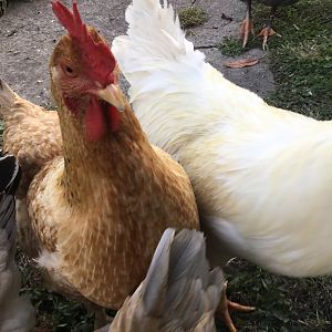 Siderip & Henry VIII III