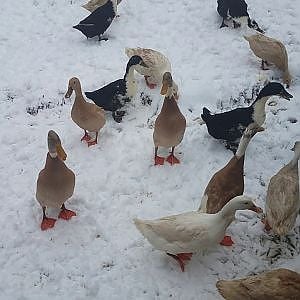 First snow of 2020!  - The duckies are not amused…