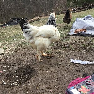 Florence Henderson & My Bearded Baby