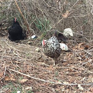 Stella, a black sex link and some pullets