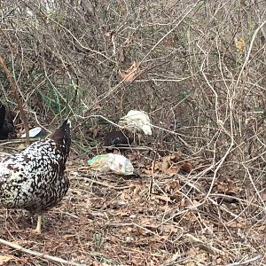 Stella & some pullets