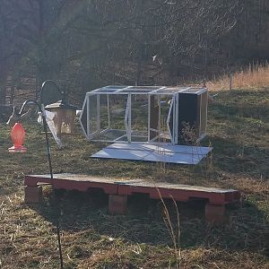 Duck vacation home blown over - and a hawk