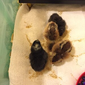 “Dot Head” at one day old