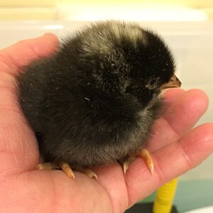 “Dot Head” at one day old