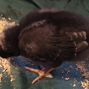 “Dot Head” at 9 days old