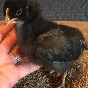 “Dot Head” at 10 days old