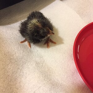 “Dot Head” just a few hours old