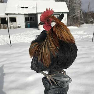 Rusty Back Black OEG Bantam