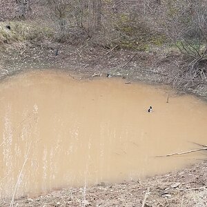 Now there are four Mallards in our pond