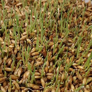 Starting Oats.jpg
