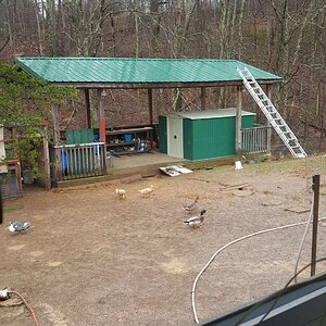 Wild Mallard Ducks visiting domestic ducks
