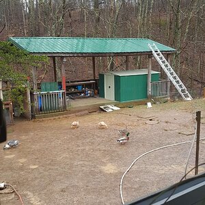 Wild Mallard Ducks visiting domestic ducks