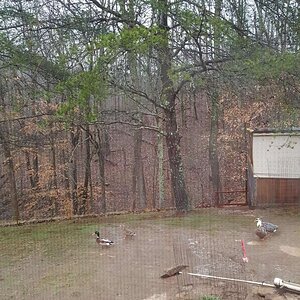 Wild Mallard Ducks visiting domestic ducks