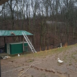 Wild Mallard Ducks visiting domestic ducks: Off she flies…