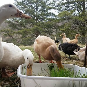 Ducks and Fodder 🦆☘🦆☘🦆