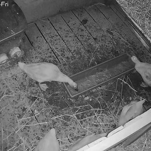 There's a mouse in the duck house… 🐁🦆