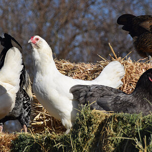 ps cropped_1_DSC_0063.jpg