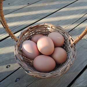 Fresh eggs