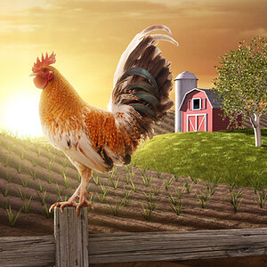 farm-rooster-drawing.jpg