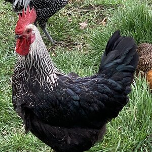 Marans x campine rooster