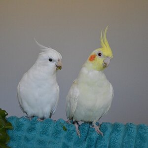 Sprout and Cameo.jpg