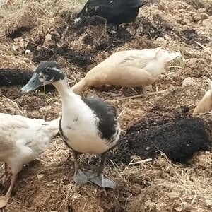 🦆 Gardening Ducks 🦆