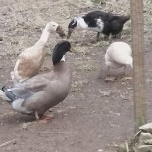 Ducks and Compost equals stuffy noses