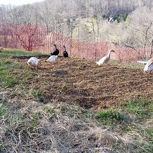 Ducks are pressed into force labor on my potato patch