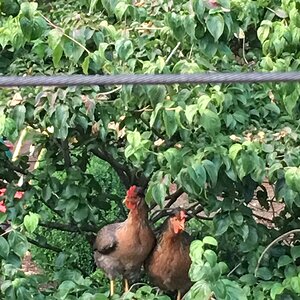 Chicken Tree (July 2018) (3).JPG