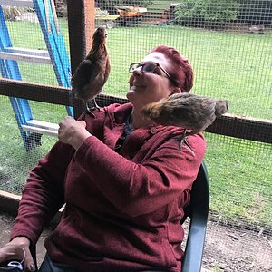 Chicken Whisperer (May 2017).jpg