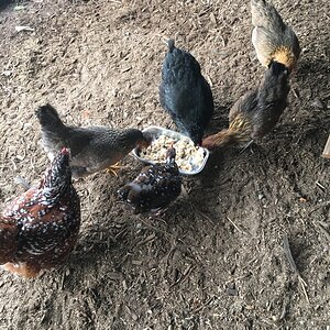 Christmas Oatmeal for the Hens (Dec 2018).JPG