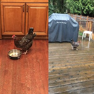 Demelza makes herself at home (March 2018).jpg
