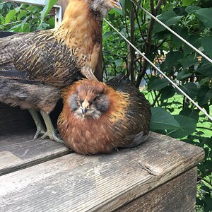 Sarah and Ripley (June 2017).jpg