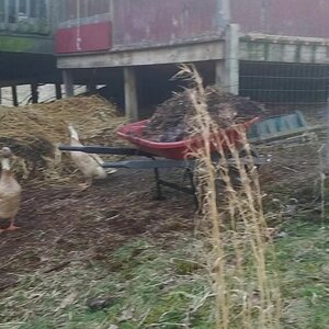 Gardener Ducks digging through my compost